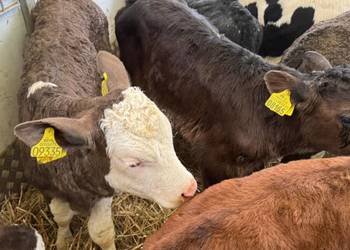 Sprzedam cielaki mięsne I mieszańce POLSKI TOWAR