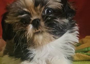 Shih Tzu dziewczynka
