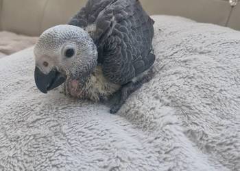 Żako młody samczyk