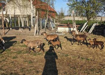 Owce kameruńskie