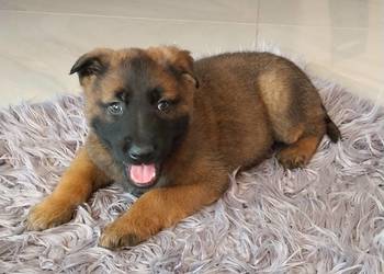 Owczarek belgijski Malinois