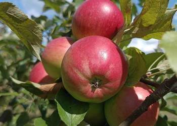 Jabłka deserowe Ligol sprzedam .Bez chemii i oprysków