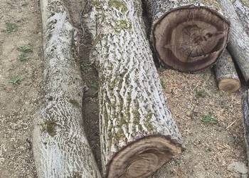 Orzech włoski kłody