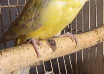 Świergotka samica 2025