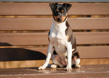 ★ TERIER BRAZYLIJSKI ★ suczka z rodowodem