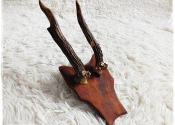 Parostki nr9 młodego kozła jelenia długość 18cm Trofeum