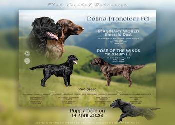 Szczenieta Flat Coated Retriever FCI