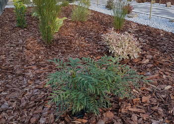 Kora sosnowa dekoracyjna Ziemia uniwersalna Obornik Kompost