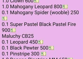 Pytony Królewskie młode i dorosłe