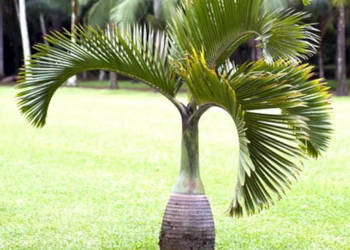 HIOFORBA BUTELKOWA Hyophorbe lagenicaulis