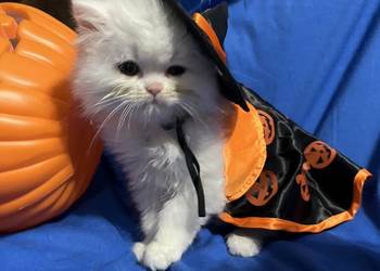 Michel kocurek perski Michel kocurek perski