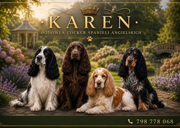 Cocker spaniel angielski