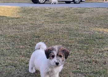 Jack Russell Terrier