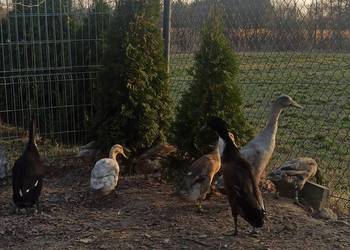 Jaja lęgowe biegusa, biegus indyjski.