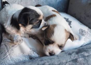 Morkshire terrier