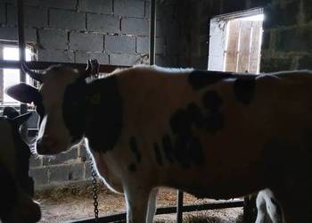 Jałówka na wycieleniu