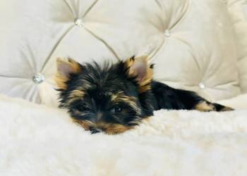 York Basia z Bajki - śliczny York suczka wesoła zabawna odważna.