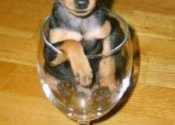 Piesek miniaturka latlerek sarenka mini