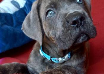 Cane Corso Ksin Fargo Fci