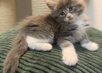Maine Coon Srebny z białym klasycznie pręgowany