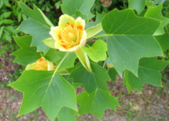 Tulipanowiec amerykański Liriodendron tulipifera NASIONA 2000 sztuk - 100g