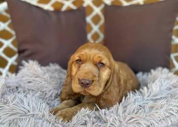 Wyjątkowy! Piesek Cocker Spaniel Angielski złoty czekoladowy nos rodowód