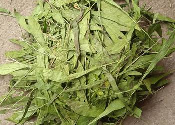 Babka lancetowata suszony liść