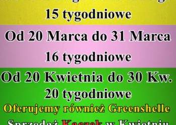 Kokoszki z GWARANCJĄ - Dowóz KUR NIOSEK GRATIS Ferma Drobiu Ładna 97A