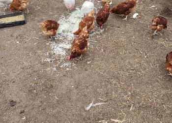 Kury zagrodowe nioski koguty