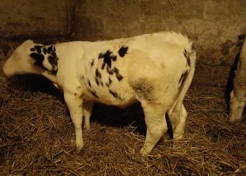 Sprzedam Byczka i Jałówkę