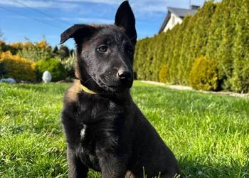 Owczarek belgijski Malinois