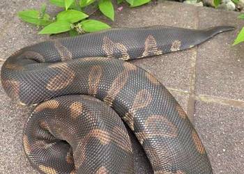 Super Chocolate het clown 66 % Samica Regius Python