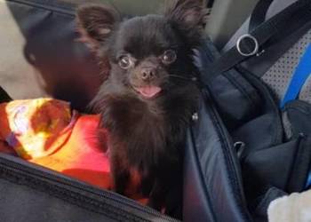 Chihuahua samczyk długowłosy FCI