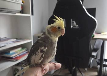 Nimfa samczyk ręcznie wykarmiony wraz z klatką.