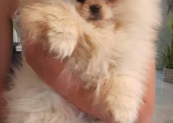 Piesek i suczka pomeraniany  typ misia