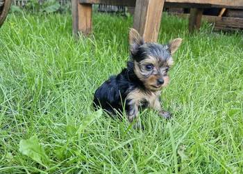 Yorkshire terrier sprzedam piesek  i suczkę