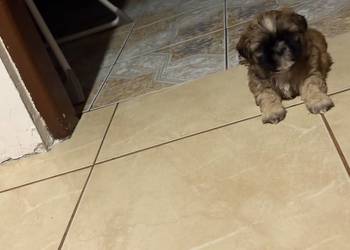 Piesek shih tzu
