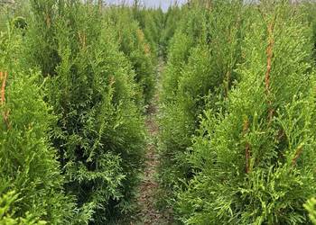 Tuja Szmargd, Thuja Smaragd wysokość 90-110 cm