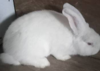 Króliki samica 7 miesięcy