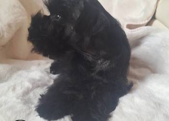 Sznaucer Miniaturowy czarny rodowód FCI/ZKwP