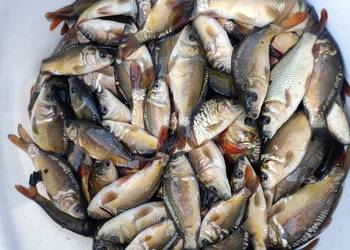 Narybek karp ok.10cm