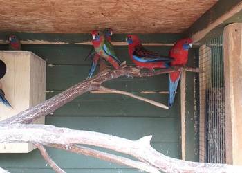 Para lęgowa papug rozelli krolewskich