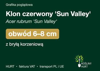 Klon czerwony 'Sun Valley' (Acer rubrum) obwód 6-8 cm, z bryłą – HURT