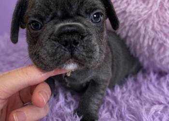 Buldog francuski Aktualne