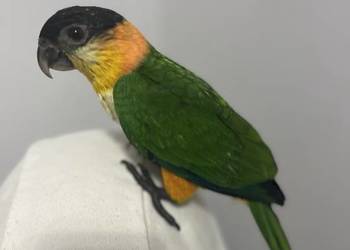 Barwinka czarnogłowa ręcznie karmiona