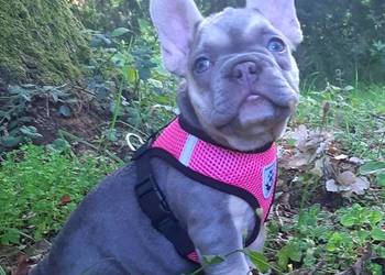 Buldog francuski liliowa suczka