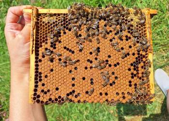 Rodziny pszczele miniplus