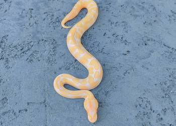 Albino Black Pastel samiec Pyton Królewski