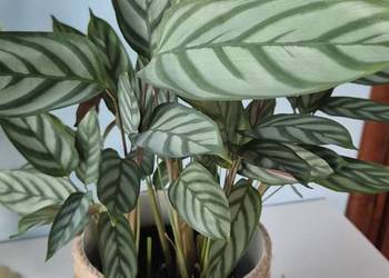 Calathea Compactstar domowe kwiaty doniczkowe