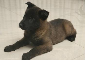 Owczarek belgijski Malinois